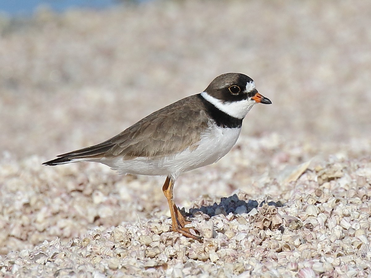 Semipalmated Plover - ML348154601