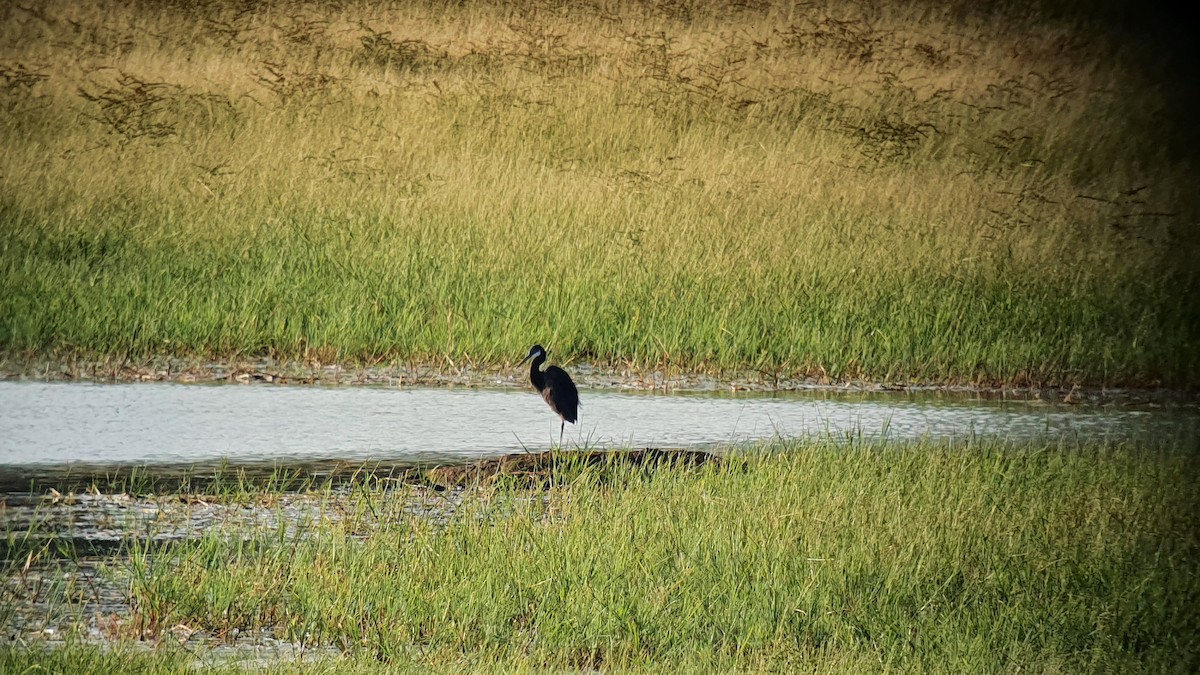 Western Reef-Heron - ML348154681