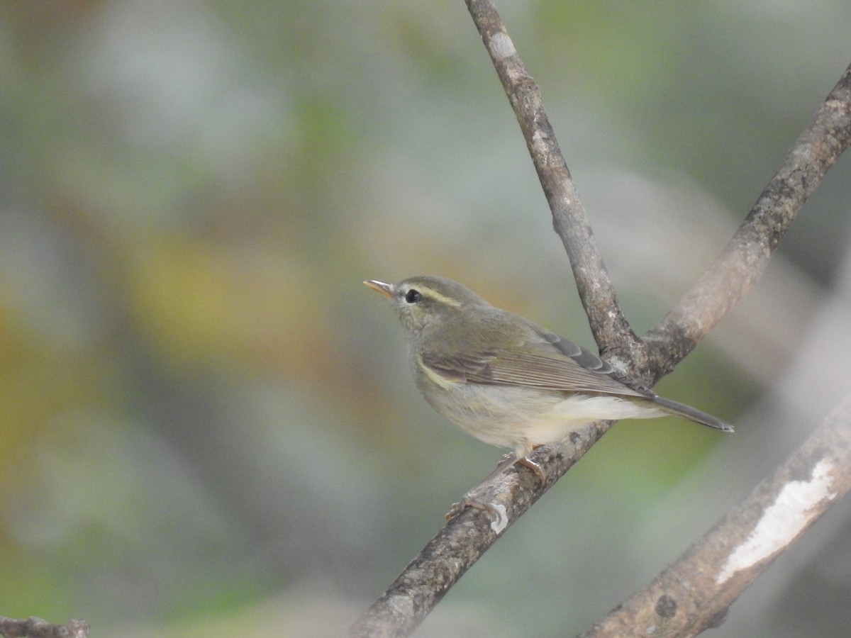 Phylloscopus sp. - ML348154731