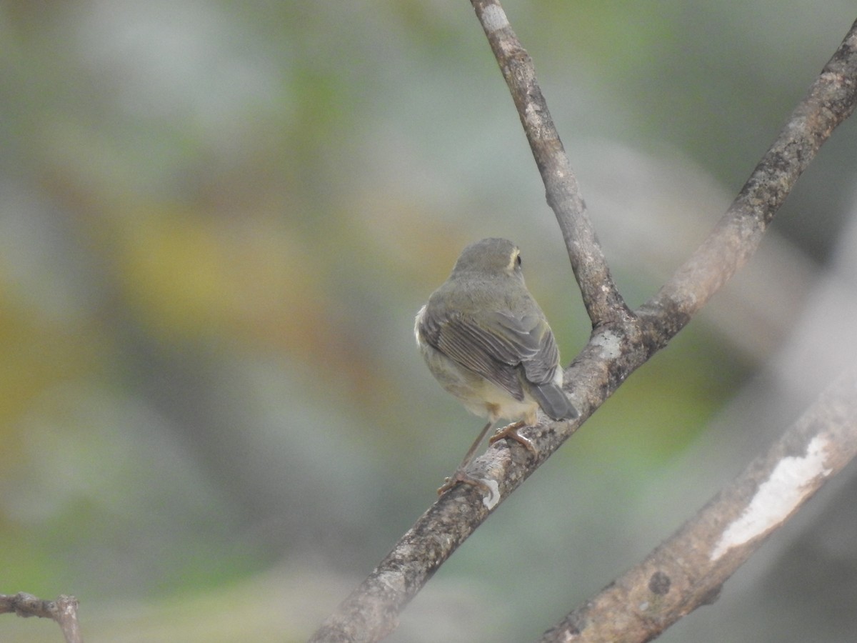 Phylloscopus sp. - ML348154761