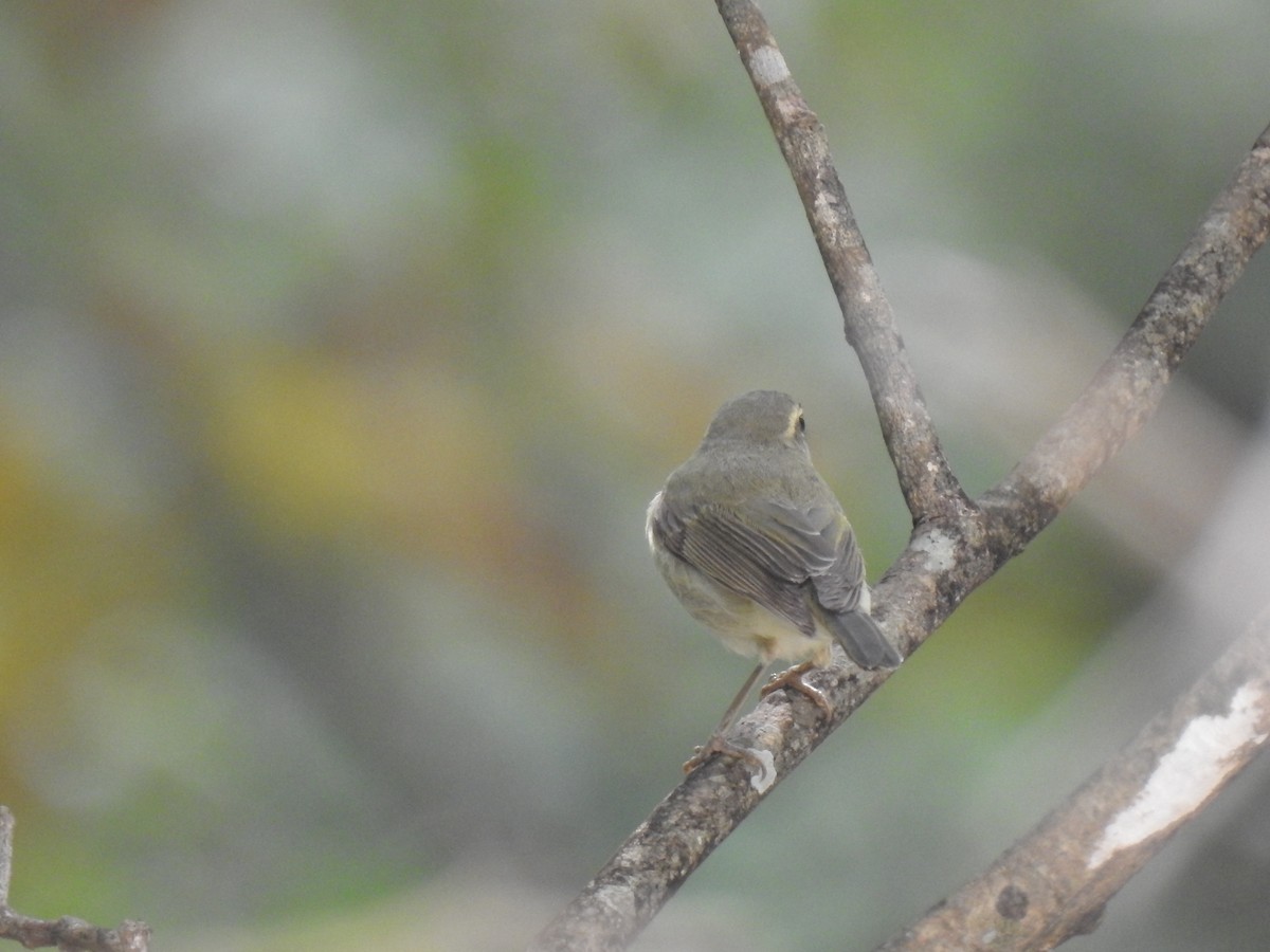 Phylloscopus sp. - ML348154911