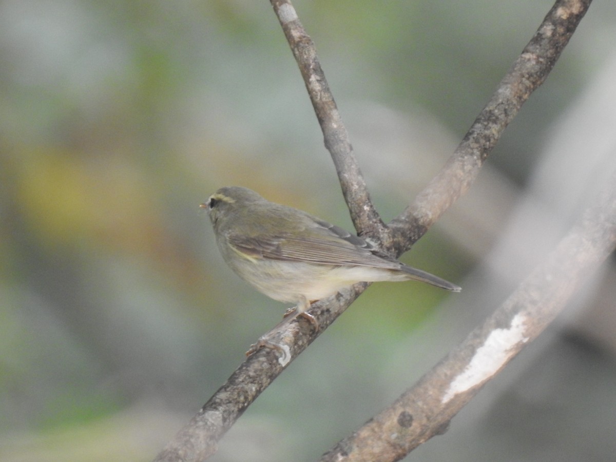 Phylloscopus sp. - KARTHIKEYAN R