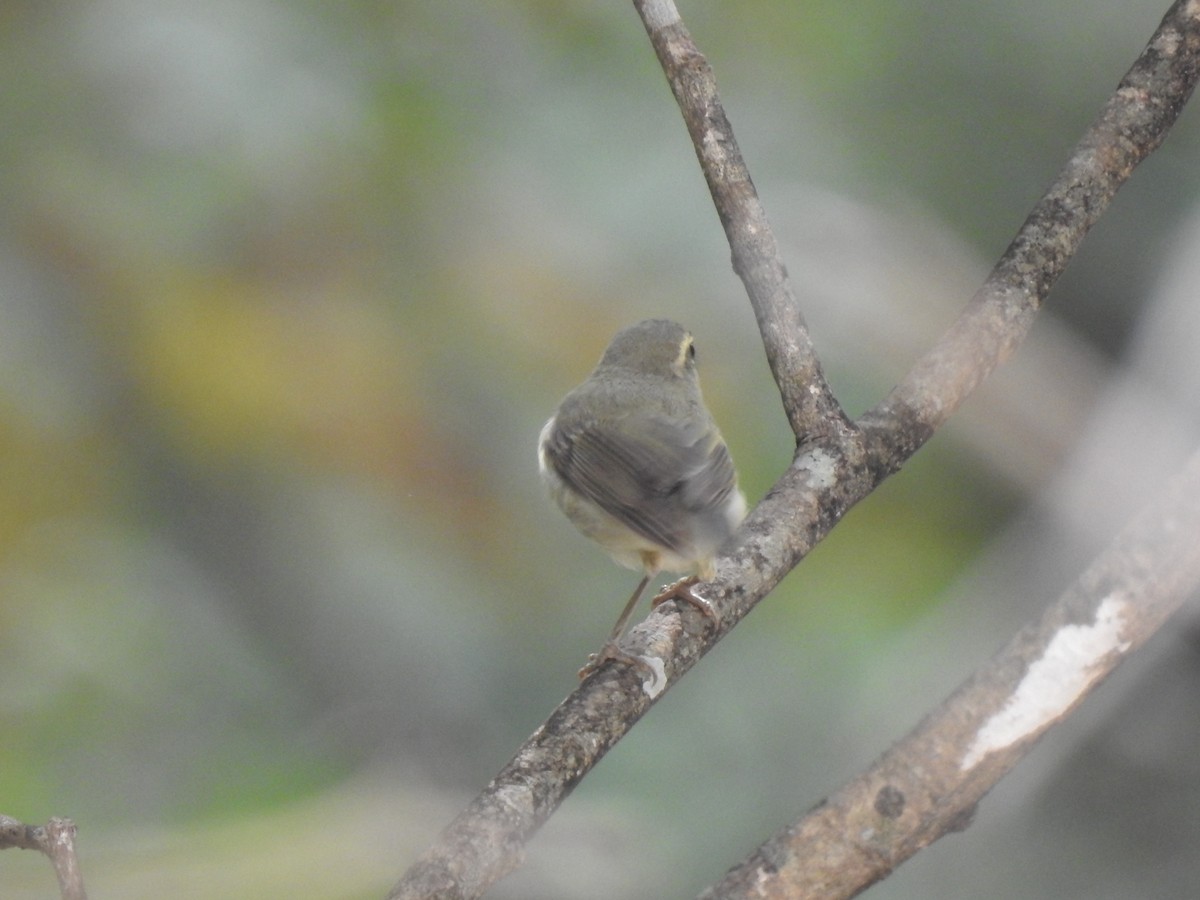 Phylloscopus sp. - ML348155071