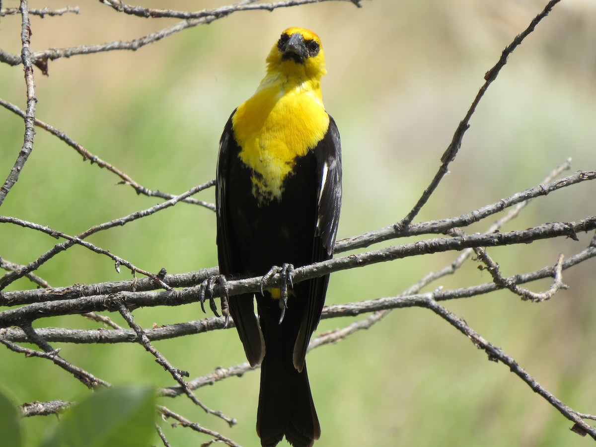 Yellow-headed Blackbird - ML348155801