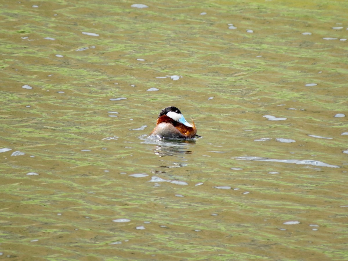 Ruddy Duck - ML348155901