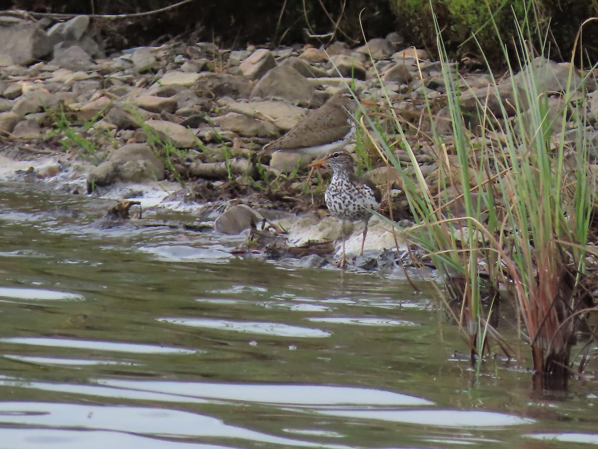 Spotted Sandpiper - ML348159511