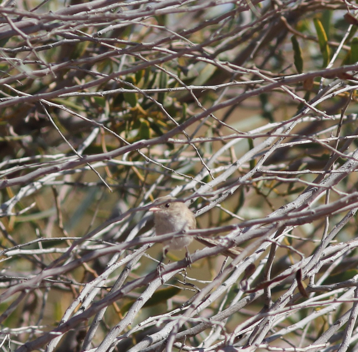 White-winged Fairywren - ML348160381