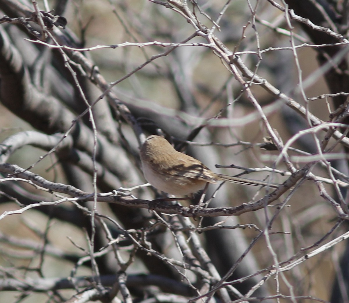 White-winged Fairywren - ML348160391