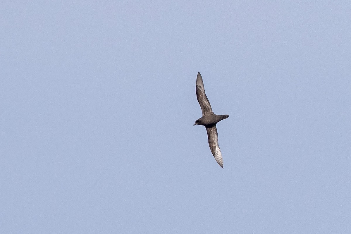 Great-winged Petrel - ML348161151