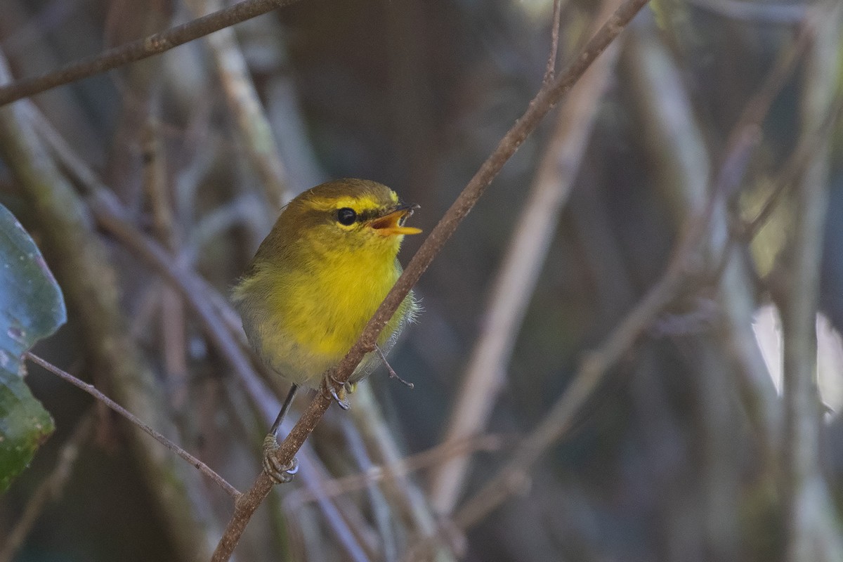 Yellow-throated Woodland-Warbler - Niall D Perrins