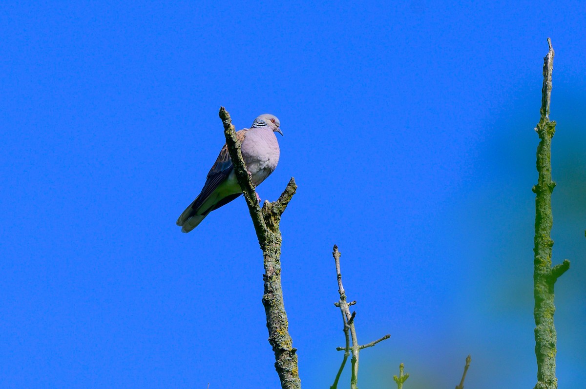 European Turtle-Dove - ML348161411
