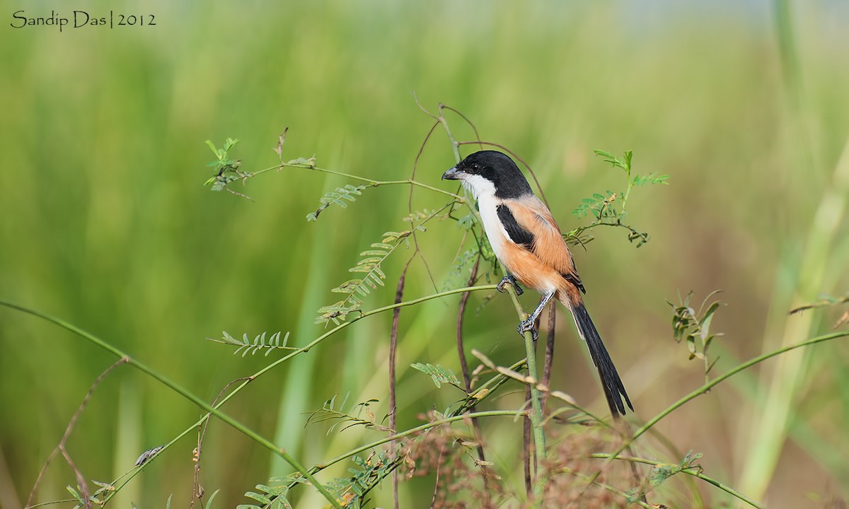 Long-tailed Shrike - Sandip Das