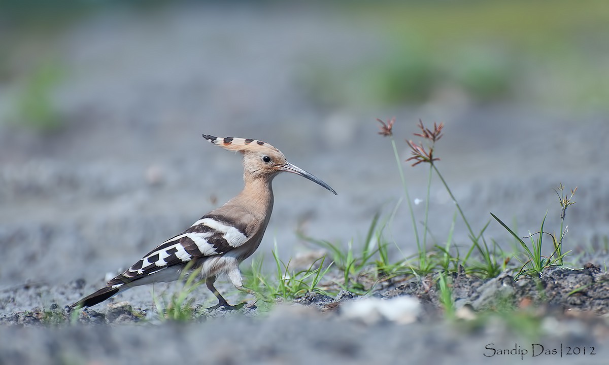 Eurasian Hoopoe - Sandip Das