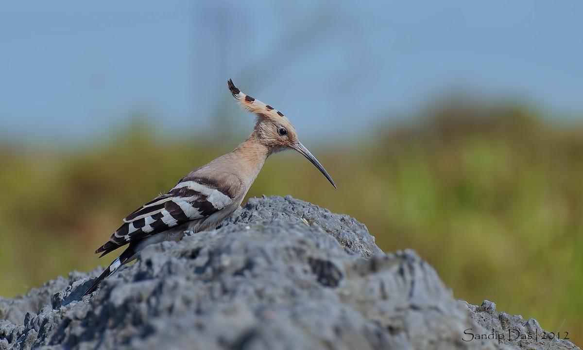 Eurasian Hoopoe - ML348163061