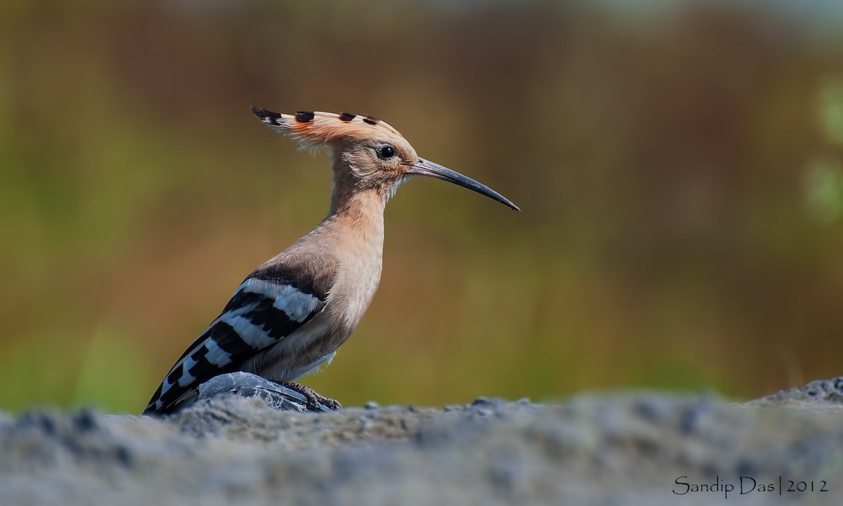 Eurasian Hoopoe - ML348163071