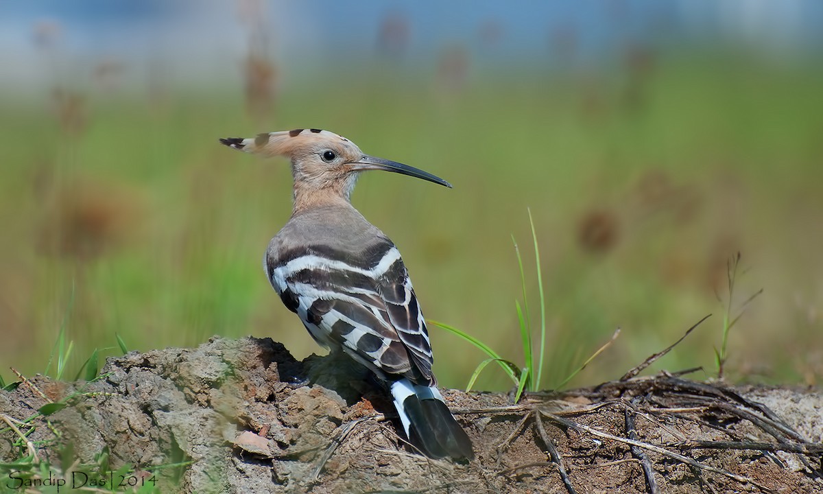 Eurasian Hoopoe - ML348163091