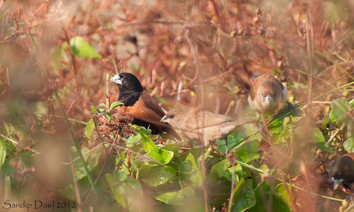 Tricolored Munia (Cinnamon-flanked) - Sandip Das