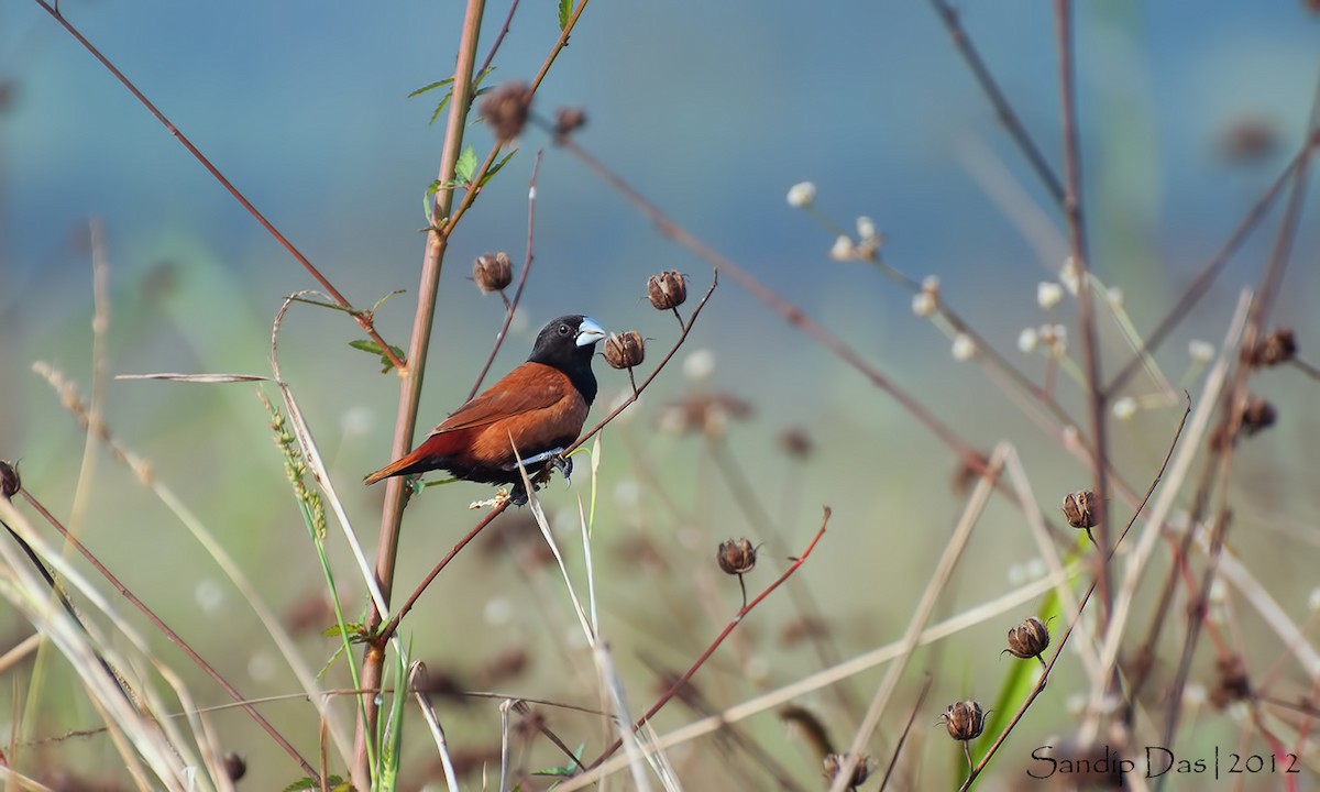 Tricolored Munia (Cinnamon-flanked) - ML348163261