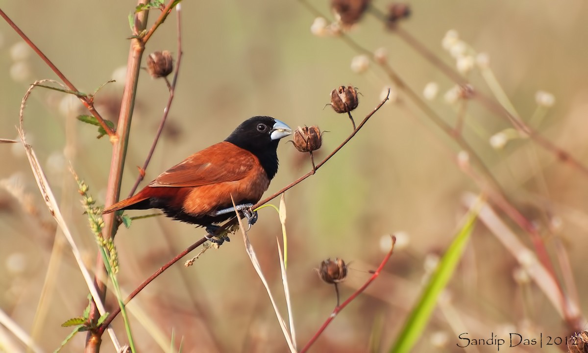Tricolored Munia (Cinnamon-flanked) - ML348163271