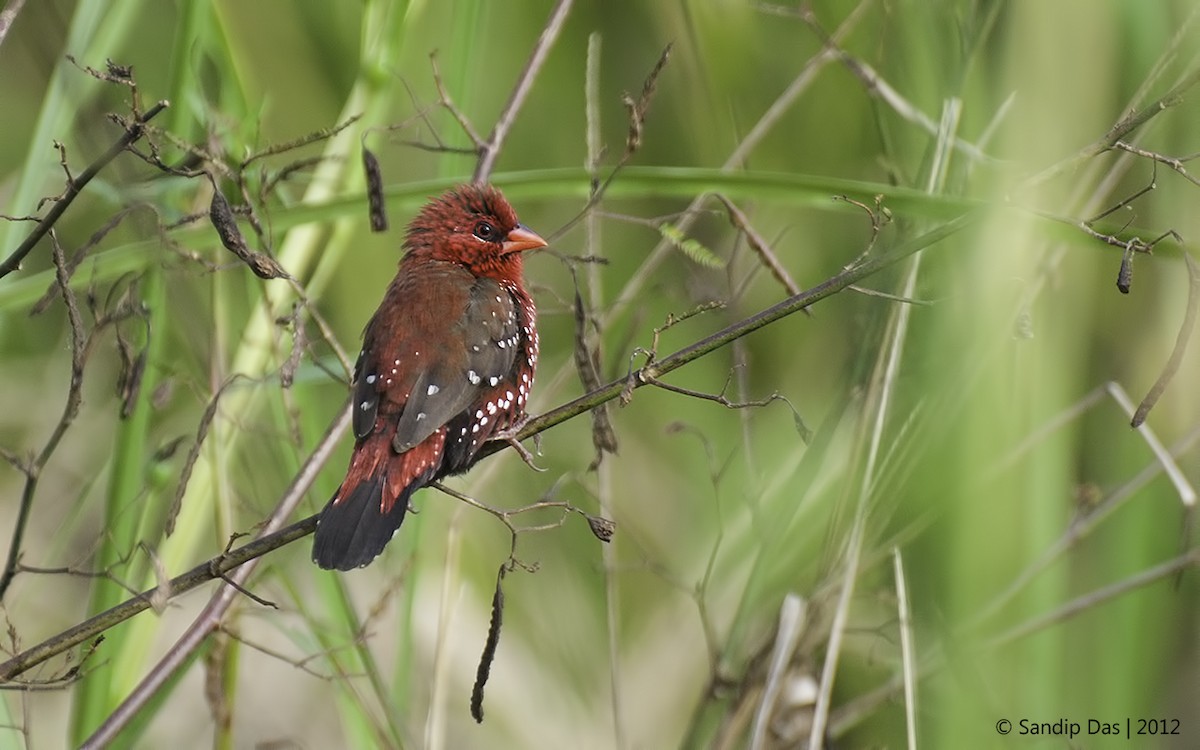 Red Avadavat - Sandip Das