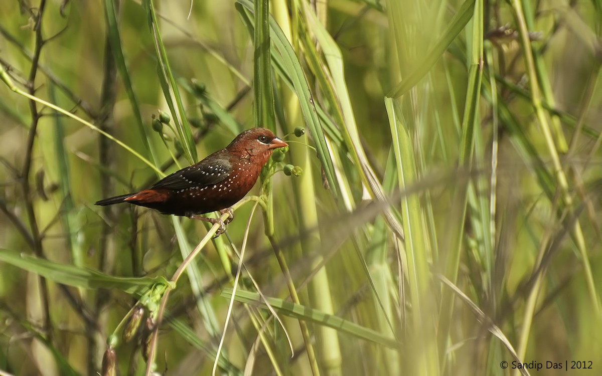 Red Avadavat - Sandip Das