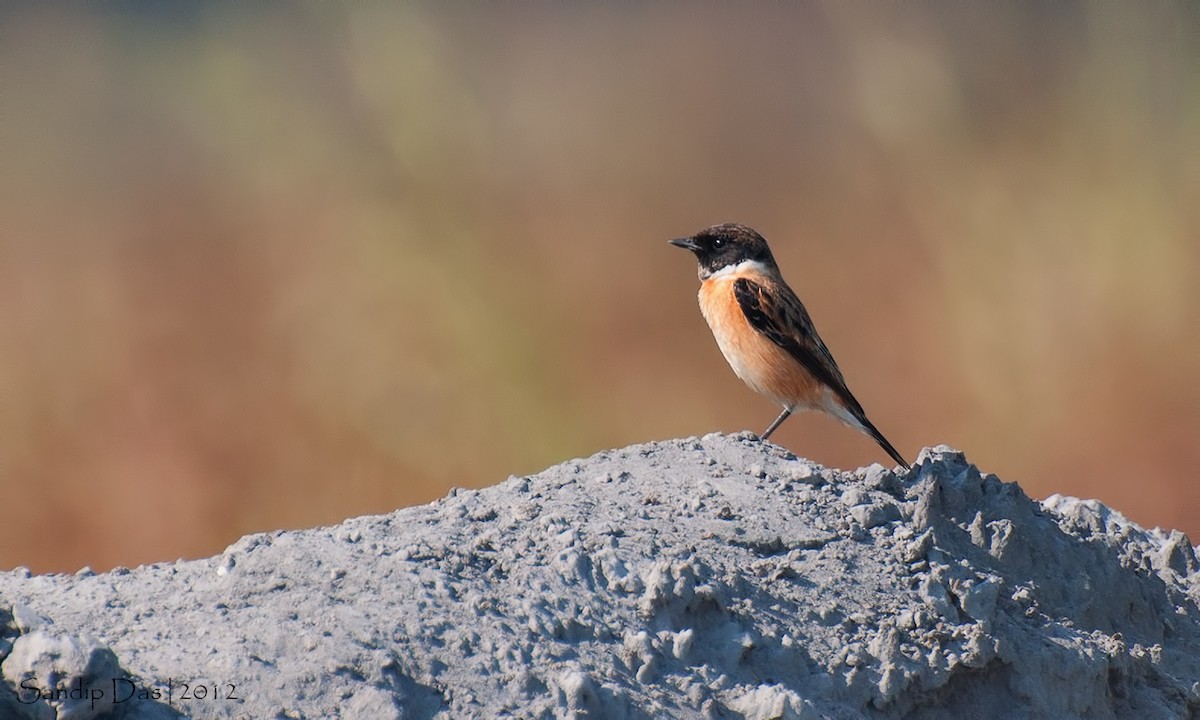 Siberian Stonechat - ML348163331