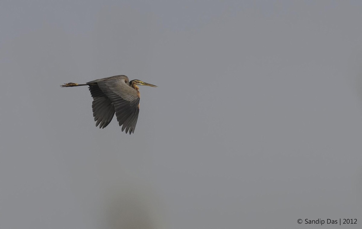 Purple Heron - Sandip Das