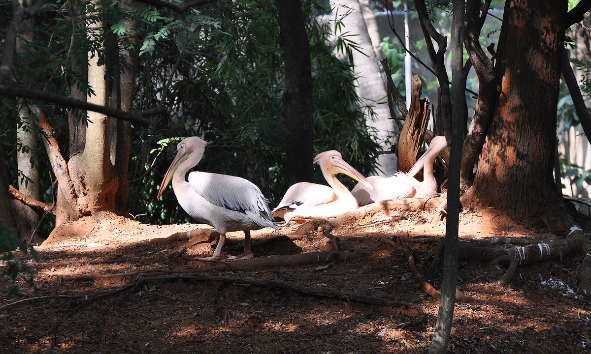 Great White Pelican - ML348163891