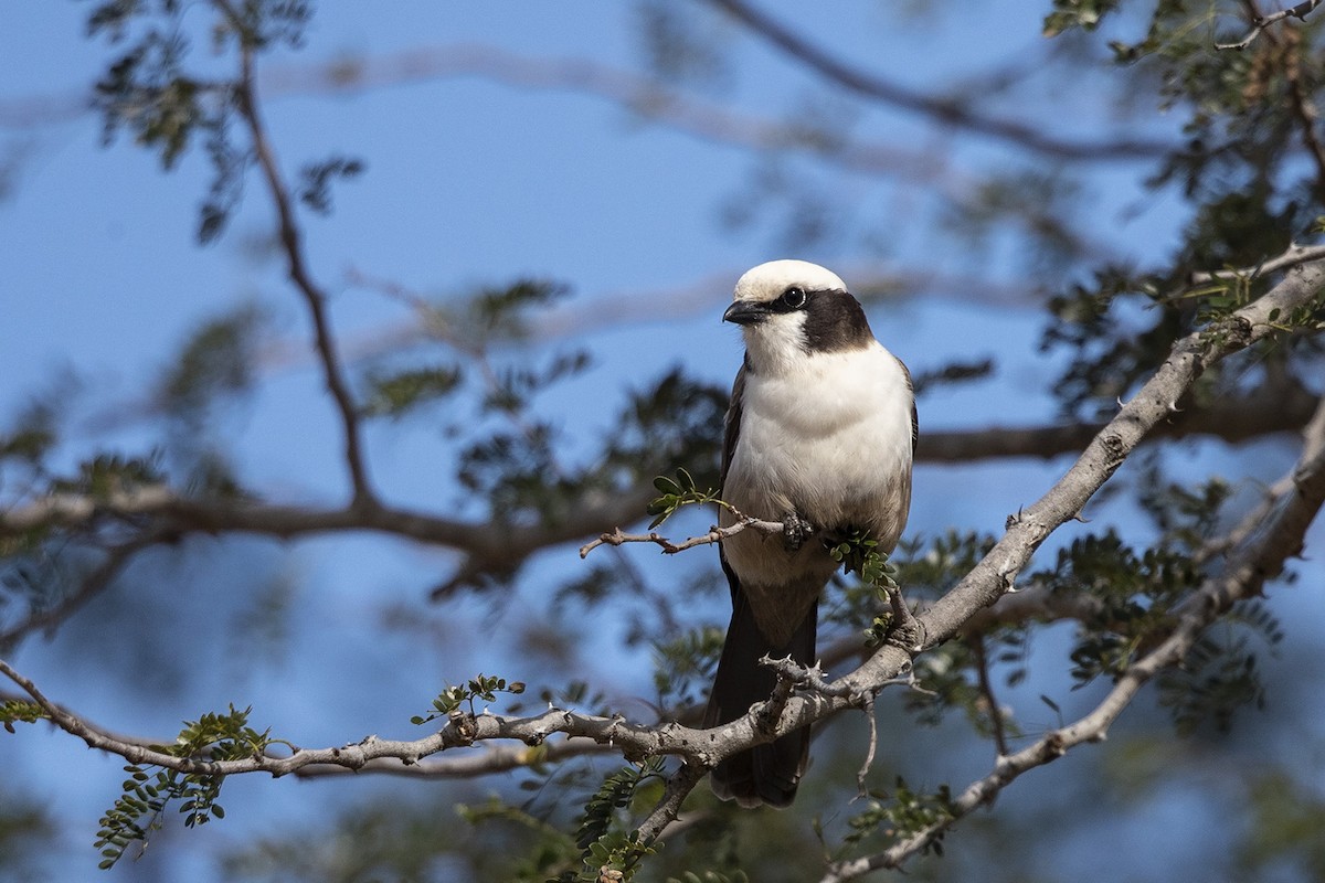 White-crowned Shrike - ML348165621