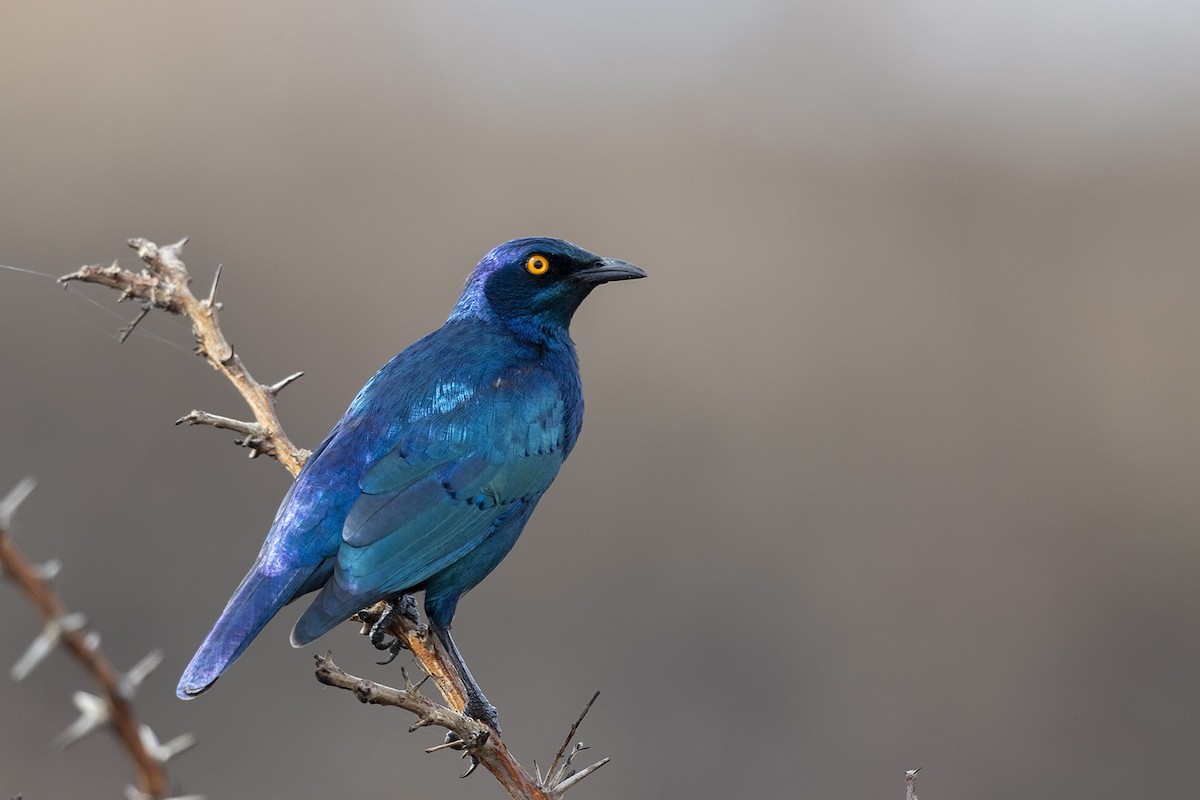 Greater Blue-eared Starling - ML348165831