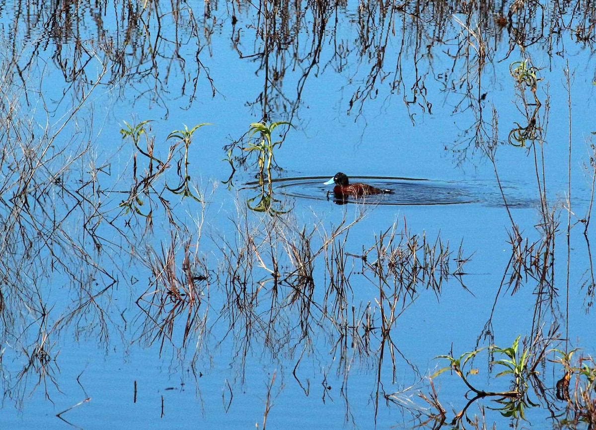 Blue-billed Duck - ML348166101