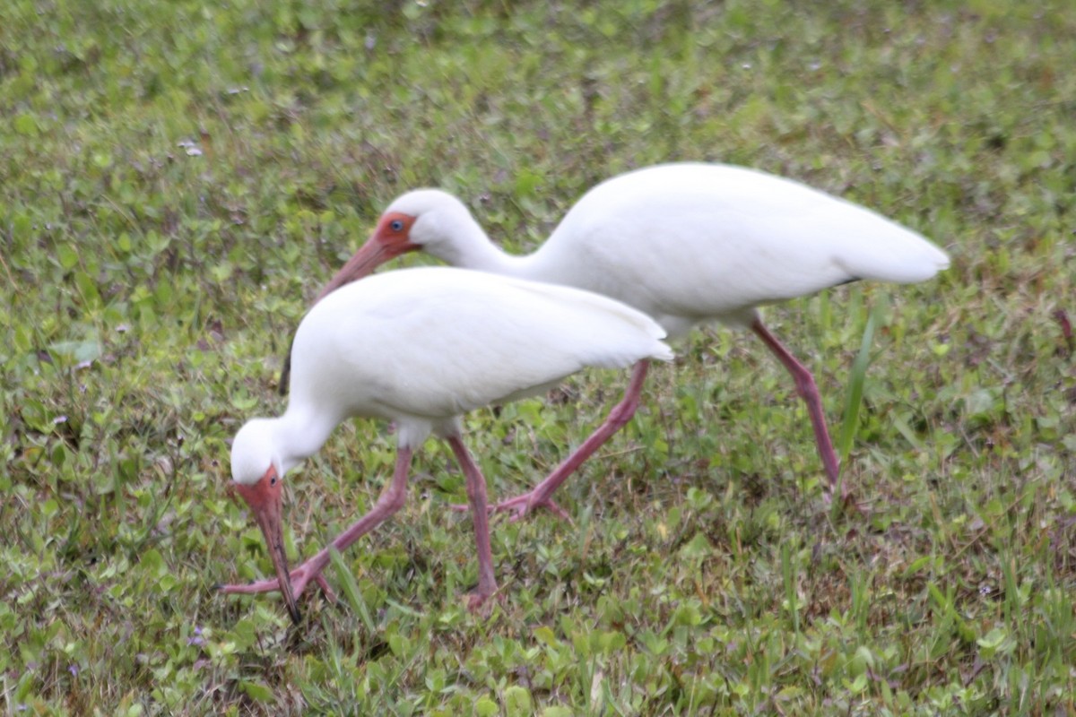 White Ibis - ML34816621