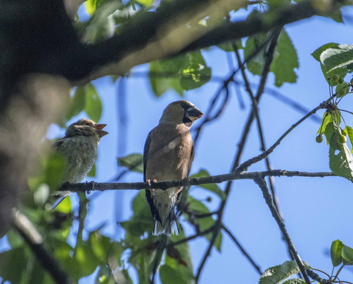 Hawfinch - ML348166211