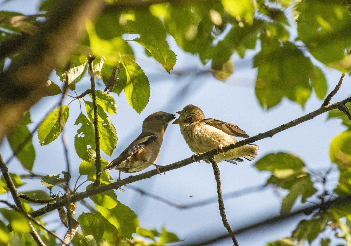 Hawfinch - ML348166261