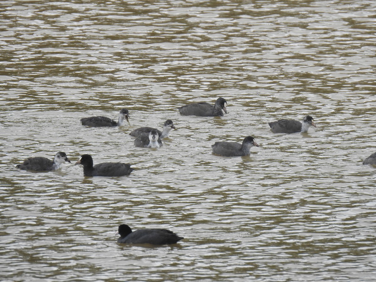 Eurasian Coot - Mohammed Hilmi