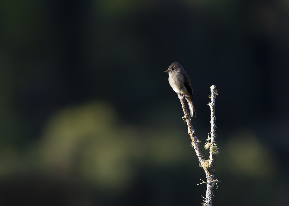 Southern Tropical Pewee - ML348167351