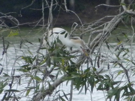 Western Cattle Egret - ML34816741