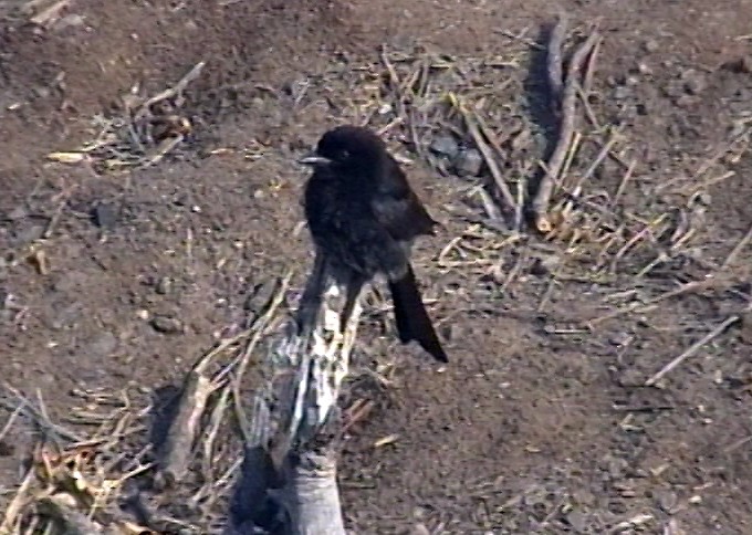 Fork-tailed Drongo (Clancey's) - ML348168381