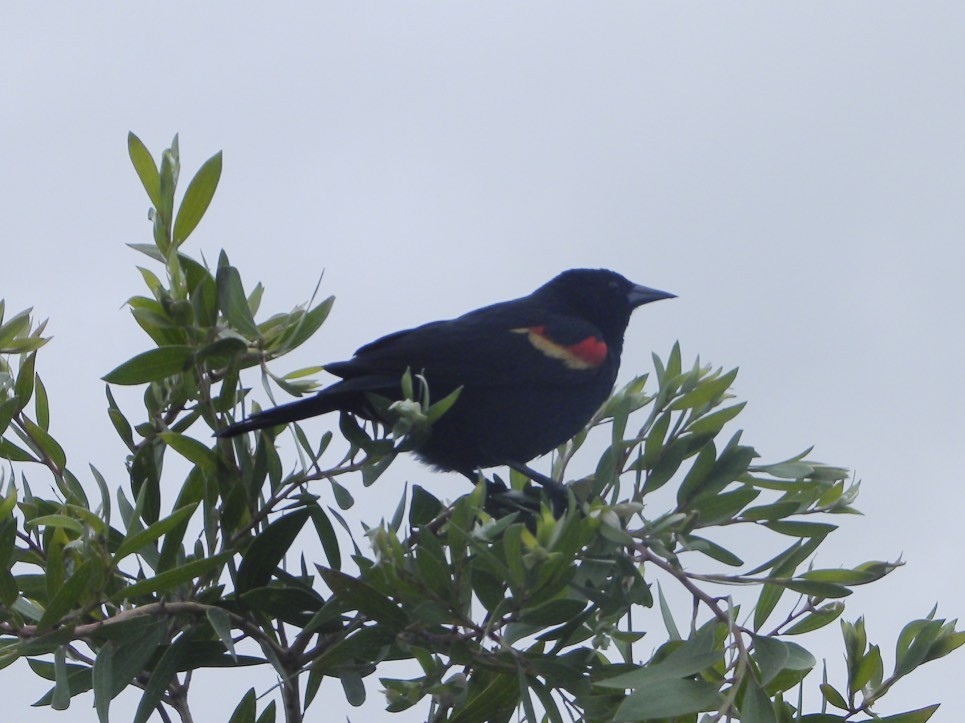 Red-winged Blackbird - ML34816841