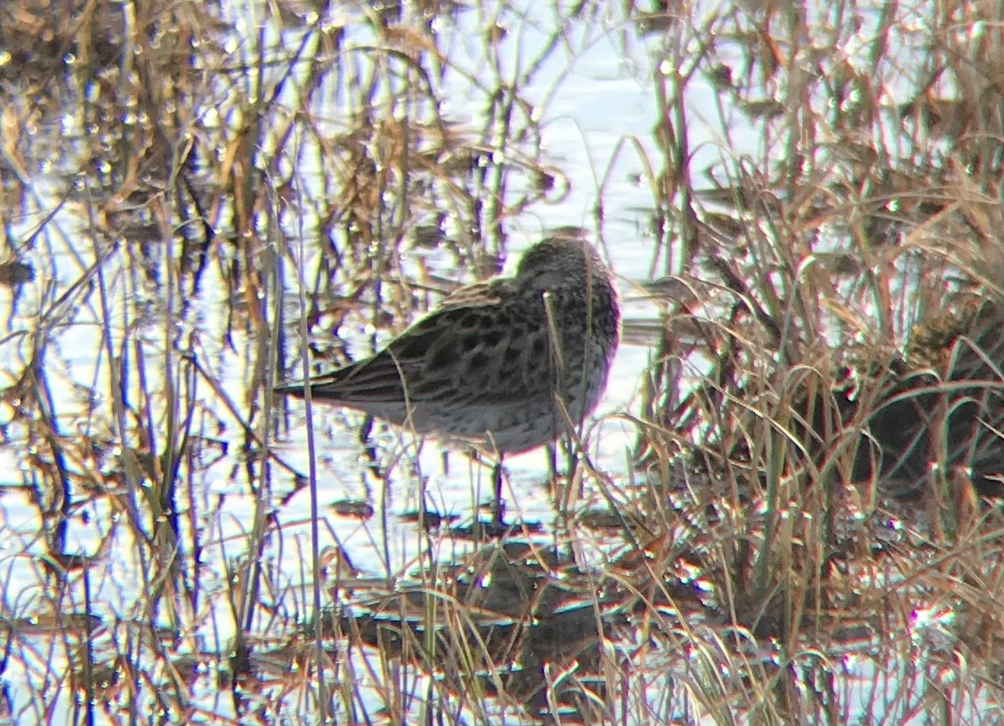 White-rumped Sandpiper - Adrian Burke