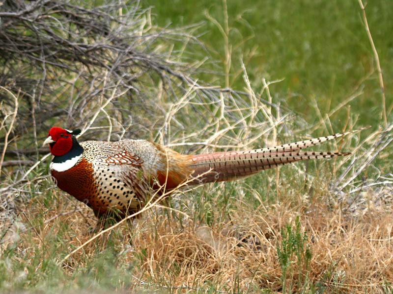 Ring-necked Pheasant - Greg Gillson