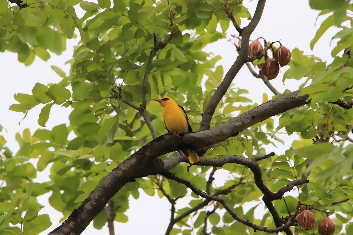 Indian Golden Oriole - ML348172431