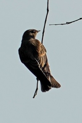 Northern Rough-winged Swallow - ML348173821