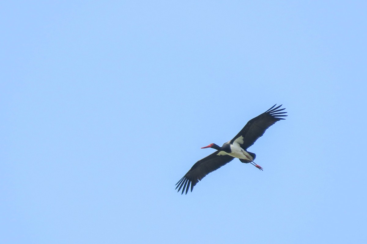 Black Stork - ML348174921