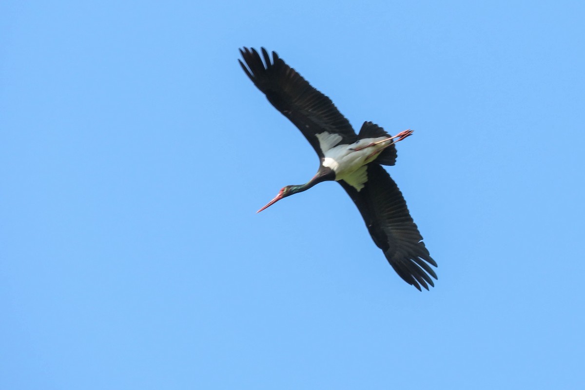Black Stork - ML348174931