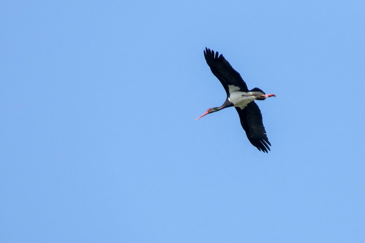 Black Stork - ML348174941