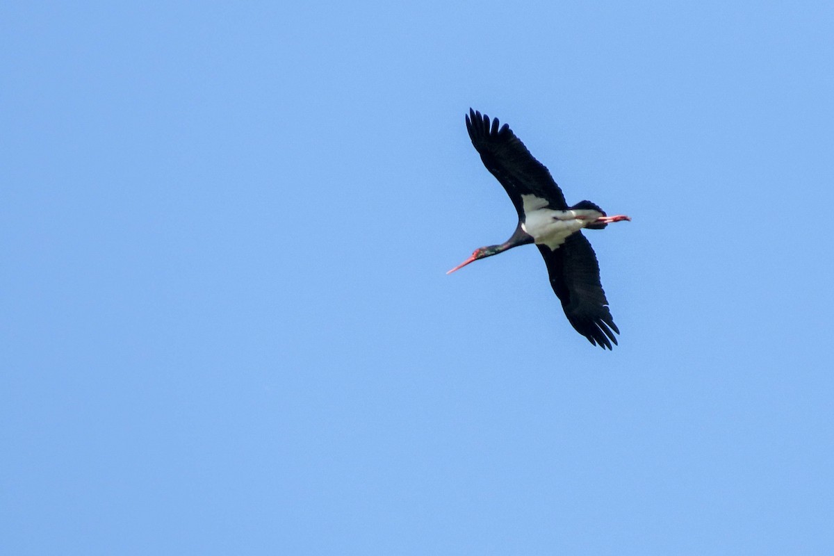 svartstork - ML348174941