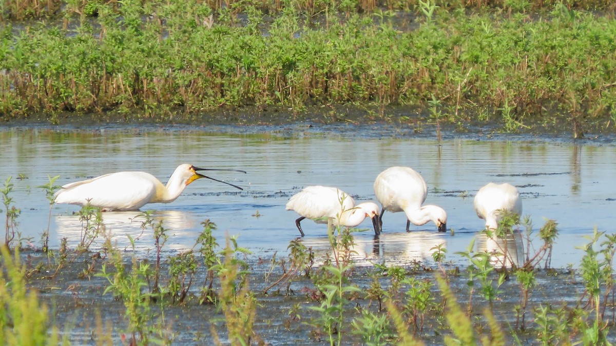 Eurasian Spoonbill - ML348174961