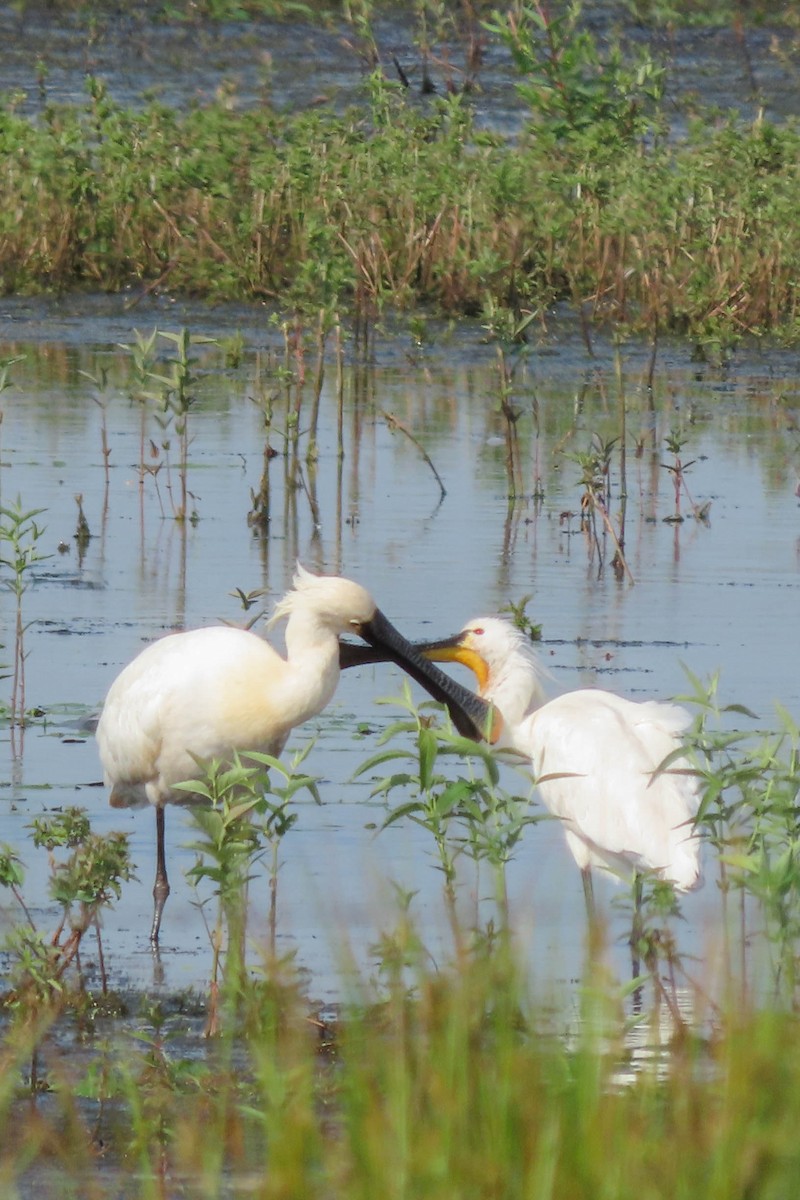 Eurasian Spoonbill - ML348174971