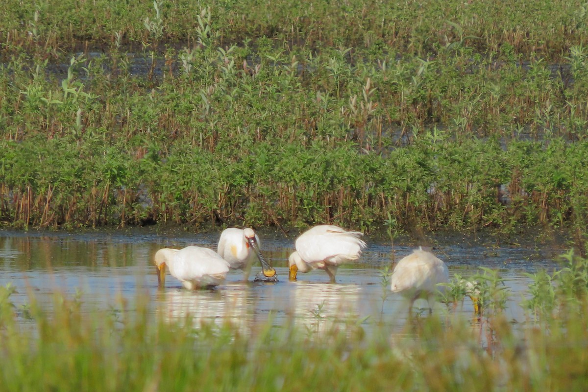 Eurasian Spoonbill - ML348174991